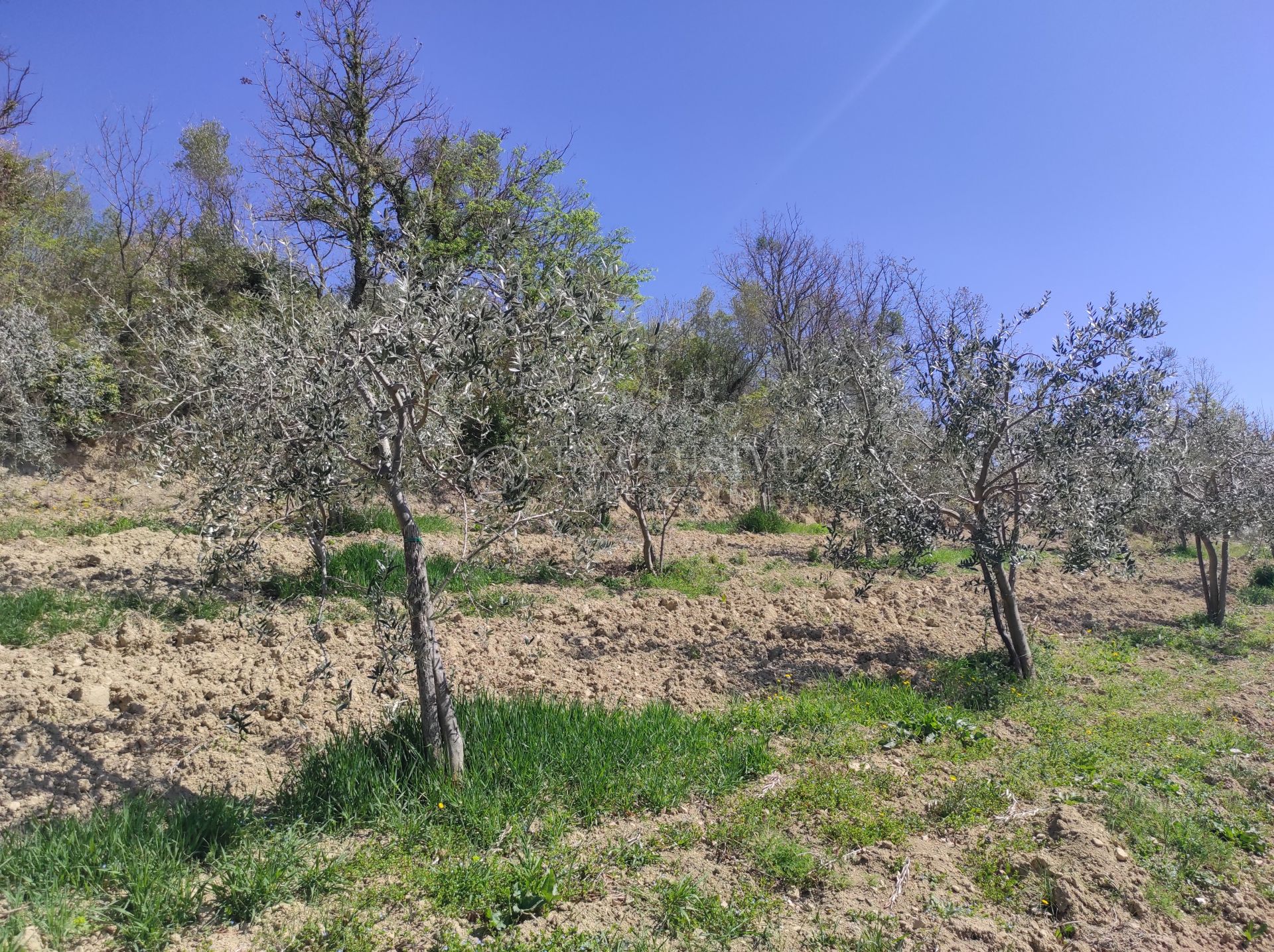 1900m², Zemljište